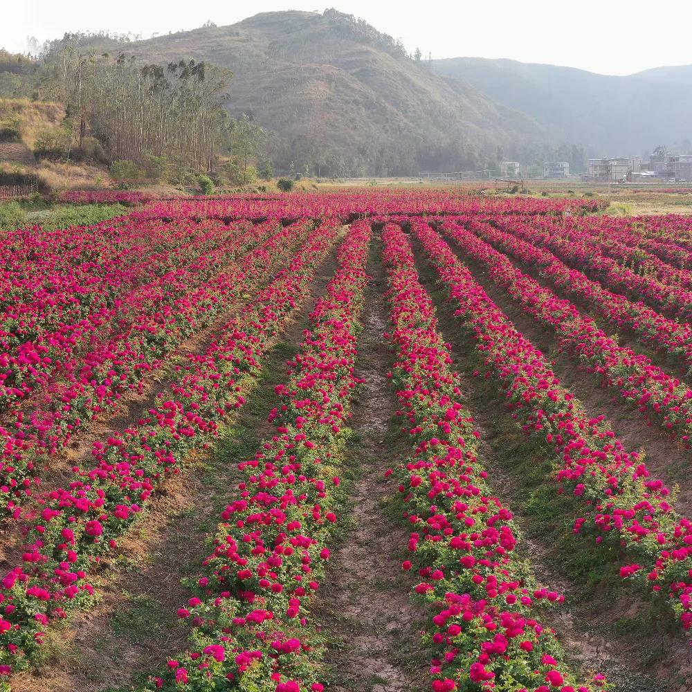 潘祥记鲜花基地1.jpg